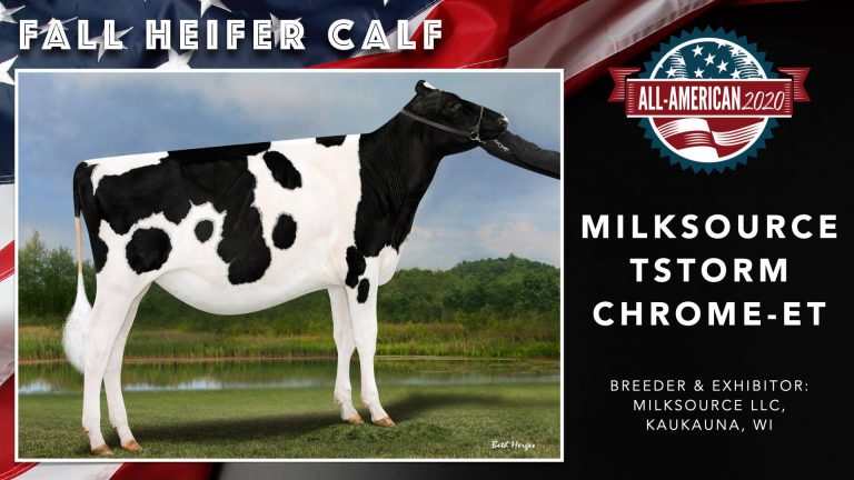 2020 All-American Cows Spotlight Milk Source Genetics' Excellence