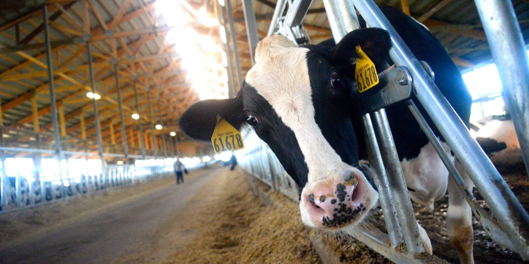 Upclose image of a cow