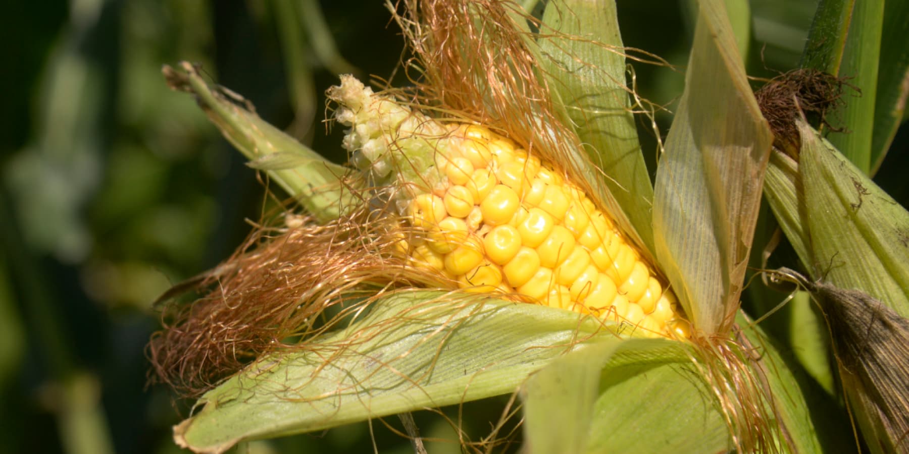 Close up image of corn on a stalk