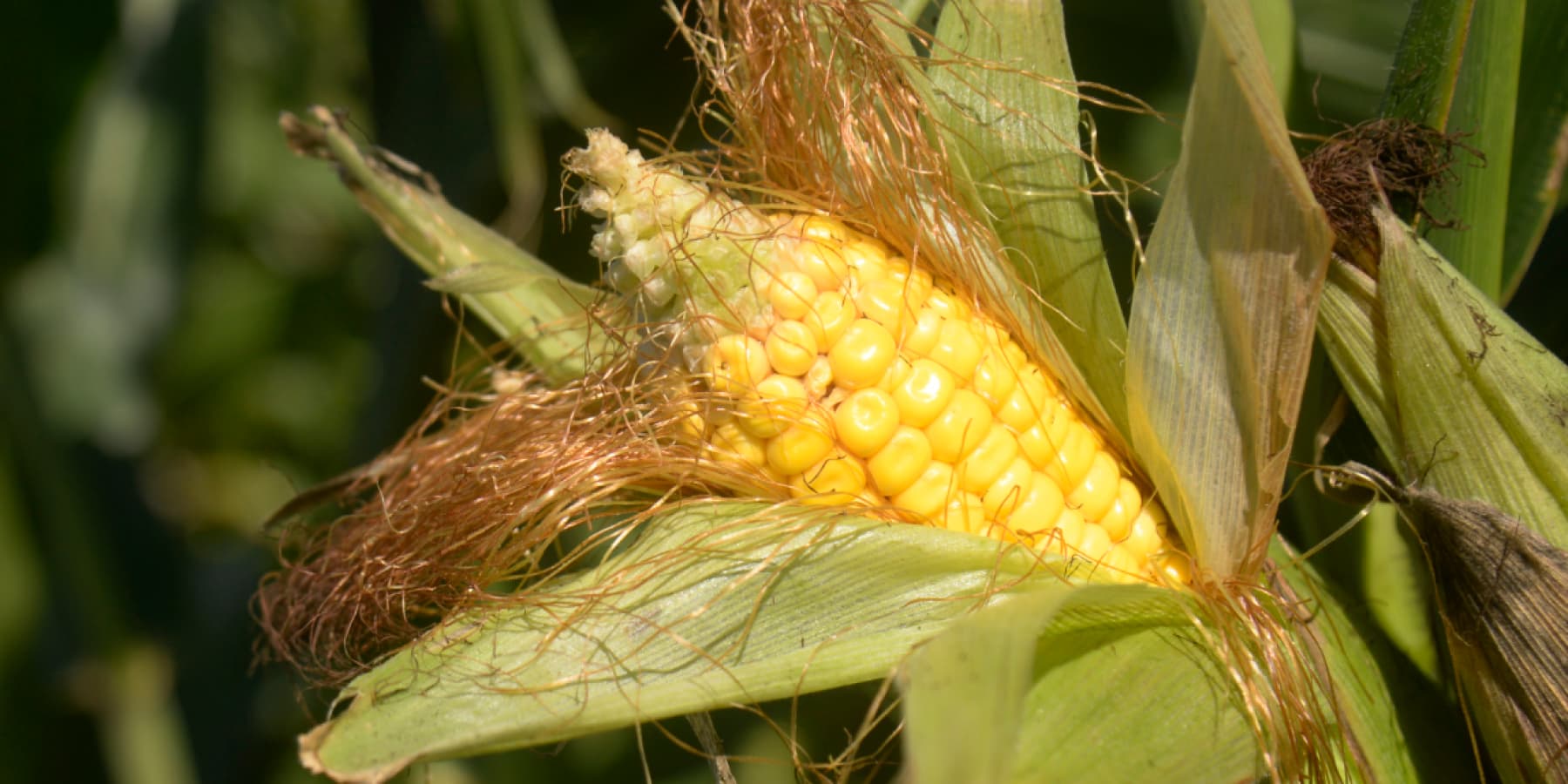 Close up image of corn on a stalk