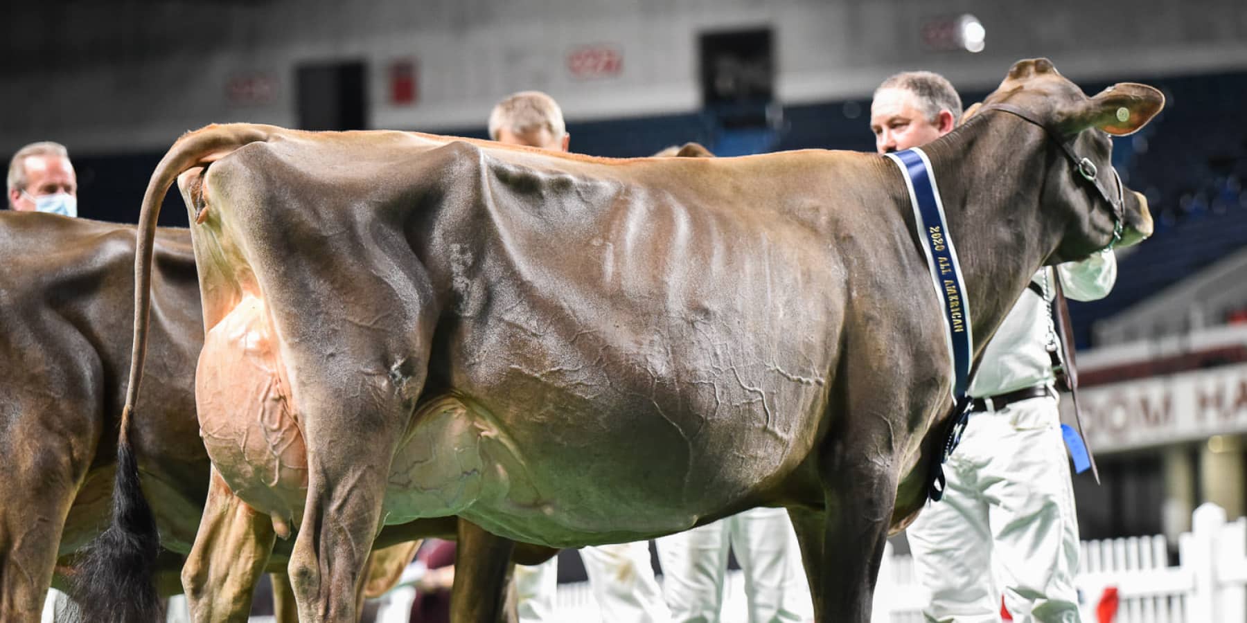 Goff Andreas Mae ET Cowsmo