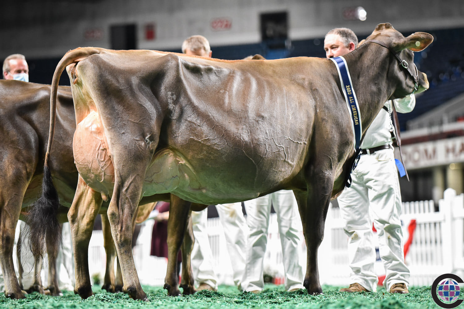 2020 All-American Cows Spotlight MilkSource