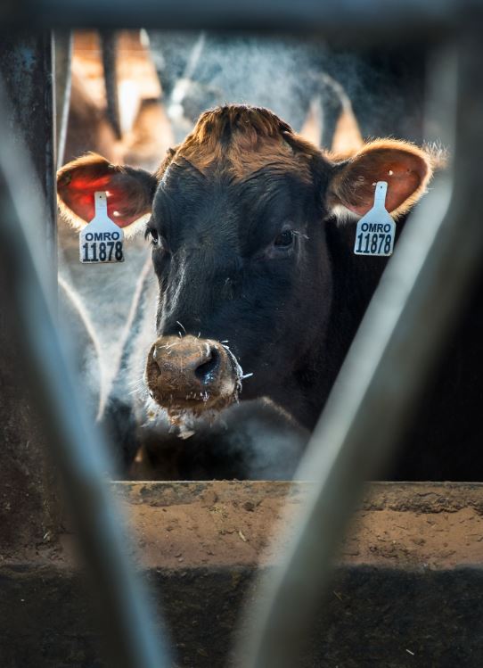 Portrait of a cow