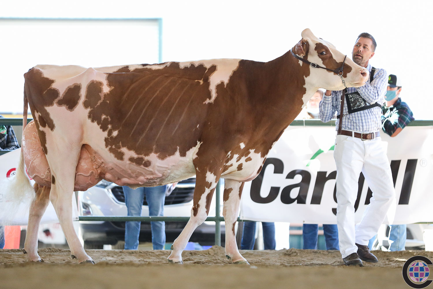 Snapple Grand Champion and 1st Production Class
